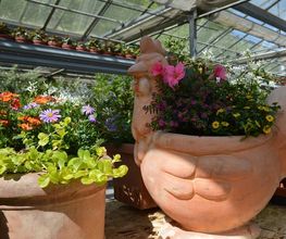 Blumen Lessle Bild 4