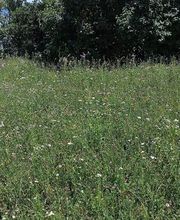 Mémoires d'Arbres Bild 9