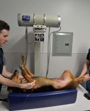 Archer Veterinary Clinic image 14