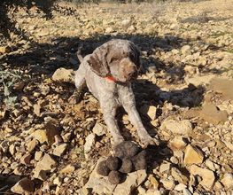 trufas la travina imagen 1