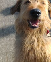 SPA Refuge de Cathy 55 image 6