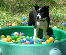 Chiens Zen image 14