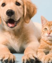 West Park Veterinary Services image 1