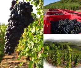 Domaine Blachon image 12