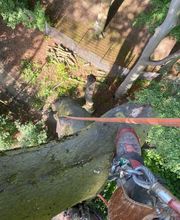 GRÜNE Baum- & Gehölzpflege Bild 3