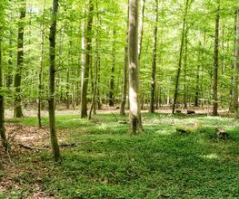 FriedWald Main-Tauber Bild 6