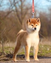 SHIBA INU Elevage  - Go You Djenima since 2007 image 7