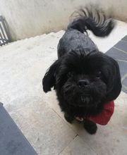 A L'eau Toutou image 2