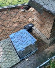 Action 3D Nuisibles image 2