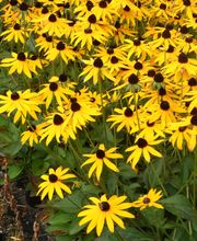 Staudengärtnerei David Müller Bild 62