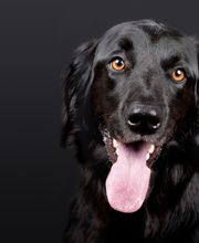 Tierpraxis Senn GmbH Bild 2