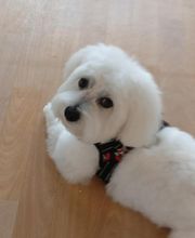 Les Animaux Chics image 18