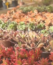 Vivero Las Palmas imagen 11