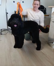 A L'eau Toutou image 13