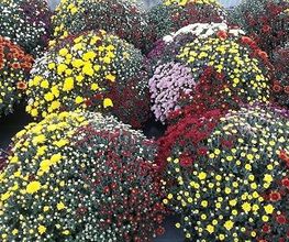Chazalet Plants image 10