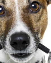 Tierarztpraxis Dr. Marina Frenk Fachtierärztin für Tierchirurgie Bild 4