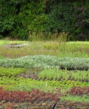 Staudengärtnerei David Müller Bild 17