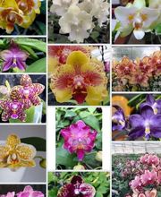 MyOrchids.shop Bild 1