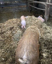 TiKa vom Moslerhof Bild 7