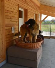 V.I.Pets Gossau Bild 8