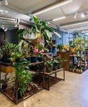 Linder Blumen am Bahnhofplatz in Aarau Bild 4