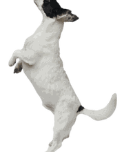 Chenil de la Lorelei Bild 3