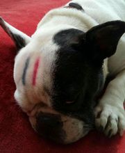 Le Salon des Stars image 18