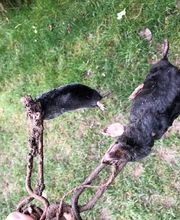 Nord Isère 3D image 3