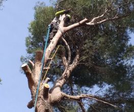 Evtp Jardins EURL image 19