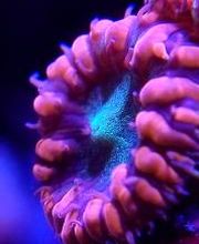 Aqua-Matrix Corals GmbH Bild 8