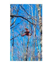 Die Baumkletterer Bild 5