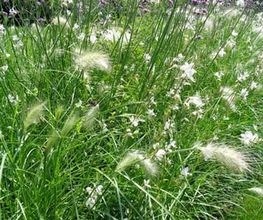 Gander Gartenbau Bild 11