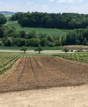 Weingut Alter Berg Bild 4