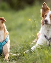 Bei Tier im Mittelpunkt finden Sie hochwertigen Hundebedarf – von gesundem Hundefutter über Snacks bis zu Ergänzungsfutter und natürlichen Zusätzen. Für Vitalität, Lebensfreude und ein langes, gesundes Hundeleben.