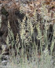 Staudengärtnerei David Müller Bild 38