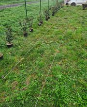 JULIEN LOTTE ESPACES VERTS image 12