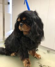 Armelle Toiletteuse Chiens Et Chats image 18