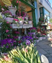 Kati's Blütenmeer Bild 3