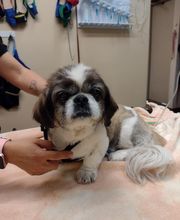 Foothills Animal Clinic image 5
