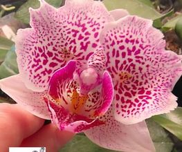 MyOrchids.shop Bild 2