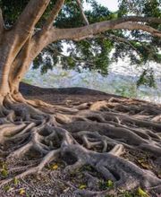 Orsini Véronique image 1