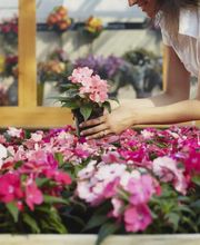 Garden Performance Bild 3