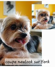 Artist'O Chien image 3