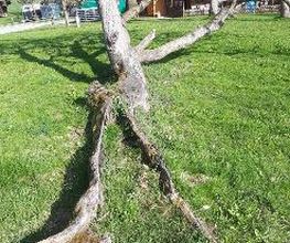 Spycher Baumpflege GmbH Bild 20