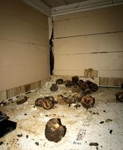 Peachtree Pest Control image 17
