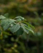 Treebreathe Sàrl Bild 8