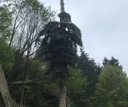TC-Gartenbau Bild 5