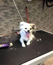 Patty's Hundesalon Bild 9