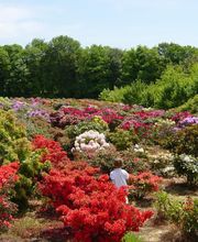 Les Pépinières de Kerfandol image 7