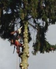 In Arboris image 1